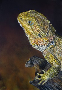 Drago barbuto dalla testa striata